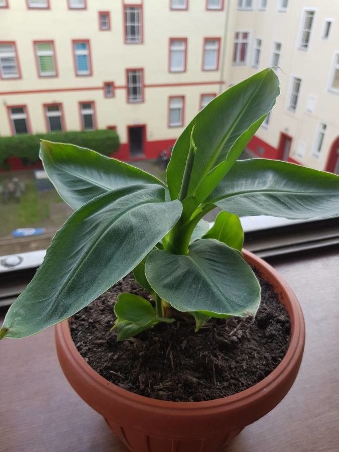 This plant's image