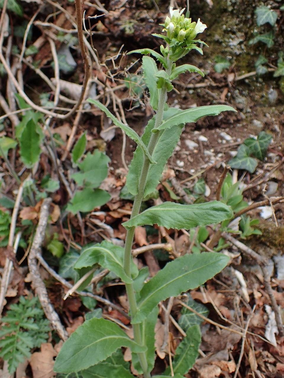 This plant's image