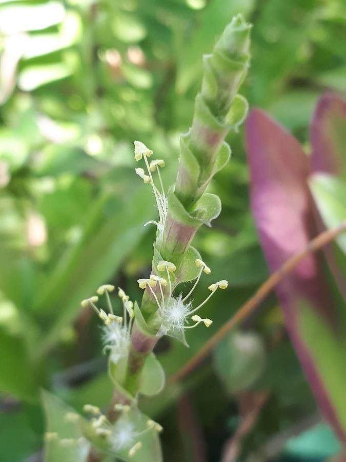 This plant's image